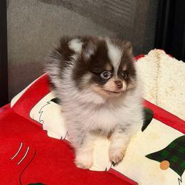 Rowan - Chocolate parti male Pomeranian puppy in Sandia, Texas from Broken Arrow Poms