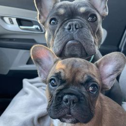 French Bulldogs from Boujee Top Shelf Frenchies