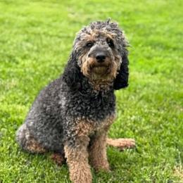 Willow - Poodle