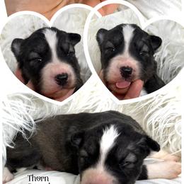 Thorn - Agouti and white male Siberian Husky puppy in Florence, Kentucky from Moonlight Howl Huskies