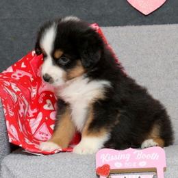 Astra - Black tri female Miniature American Shepherd puppy in Kalama, Washington from Lone Pine Miniature American Shepherds