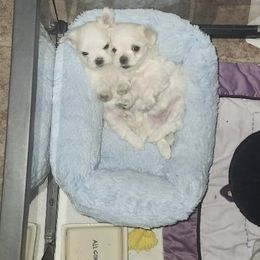 Maltese Puppies from Chinadoll Maltese