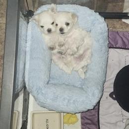 Maltese Puppies from Chinadoll Maltese