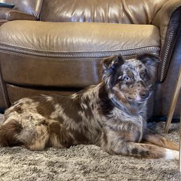 Phoenix - Australian Shepherd