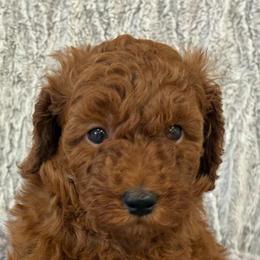 Betty - Red  female Poodle puppy in Vilonia, Arkansas from Donna’s Pretty Poodles