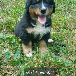 Girl 1 - Black rust and white female Bernese Mountain Dog puppy in Nicholson, Georgia from Bernese Mountain Dogs of Pony Trail Farm