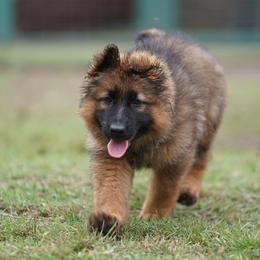 German Shepherd Puppies from Vom Cronje Haus German Shepherds