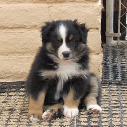 Autumn - Black Australian Shepherd puppy in Sonoita, Arizona from Gardner Canyon Kennels
