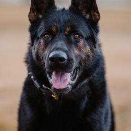 Ace - German Shepherd