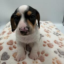 Spider-Man - Piebald male Dachshund puppy in Chandler, Arizona from KCK9 Dachshunds