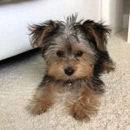 Yorkshire Terriers from Debbie's Yorkies