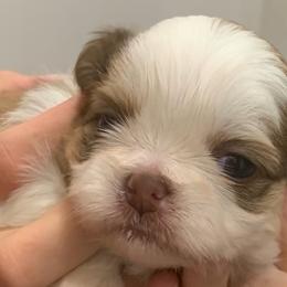 Girl 3 - Red and white female Shih Tzu puppy in Springfield, Missouri from Lopez Family Tails