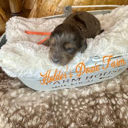 Jasper - Dapple male Dachshund puppy in Atwood, Oklahoma from Holder’s Doxie Farm
