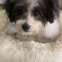 Companion Cross, Maltese, Morkie, and Yorkipoo All Grown Up from MC Kennels