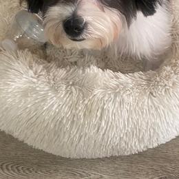 Companion Cross, Maltese, Morkie, and Yorkipoo All Grown Up from MC Kennels
