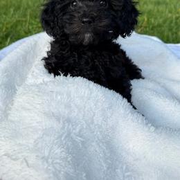 Denim - Black & white male Maltipoo puppy in Mahwah, New Jersey from Awwws-n-Pawws