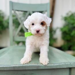 Bubbles - Lime collar boy - Parti male Goldendoodle puppy in Ruthorfordton, North Carolina from Duncan Doodles Goldendoodles