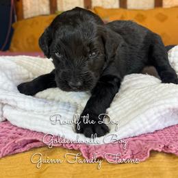 Rowlf the Dog - Black male Goldendoodle puppy in Grove, Oklahoma from Guinn Family Farms