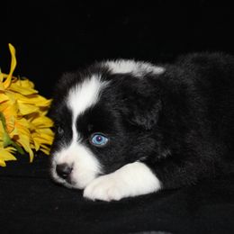 Miniature Australian Shepherds from Rocky Mountain Mini Aussies