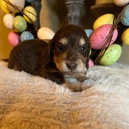 Hershey - Chocolate and cream female Dachshund puppy in Perryville, Maryland from Heavenly Heritage Dachshunds and Doods