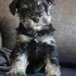 Jackson AKC - Black and silver male Miniature Schnauzer puppy in Richardton, North Dakota from Crooked Tree Ranch