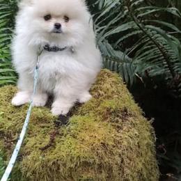 Pomeranians from Poof City Poms