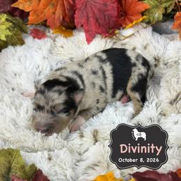Divinity - Blue merle female Australian Shepherd puppy in El Dorado Springs, Missouri from OR Aussies
