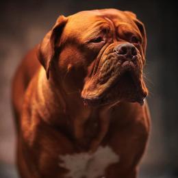 Dogues de Bordeaux from The Butcher’s Dogue/ Le Chien du Boucher