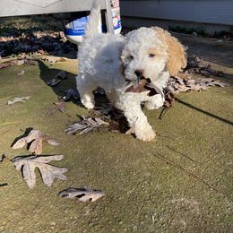 Goldendoodle Puppies from DeBerrys Doodles