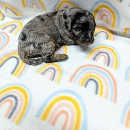 Aussiedoodle, Australian Shepherd, Bernedoodle, Cockapoo, and Poodle Puppies from Sis' Doodles & Poodles