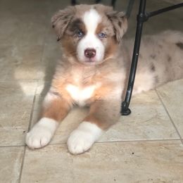 Miniature American Shepherd Puppies from Eagles Landing Miniature American Shepherds