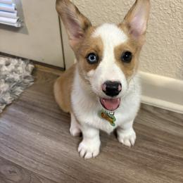 Pembroke Welsh Corgi Puppies from Ruidoso's Crowned Companions