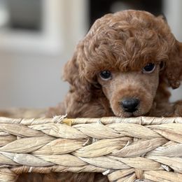 Poodles from Rouge Poodles