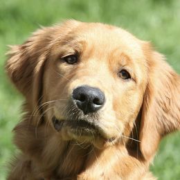 Golden Retrievers from Goodhue Goldens
