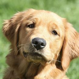 Golden Retrievers from Goodhue Goldens