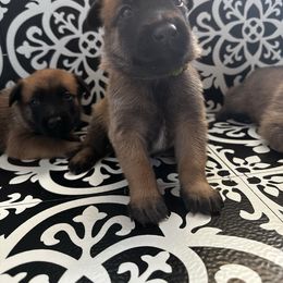 Belgian Malinois Puppies from Care 2 Protect