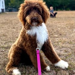 Fudge - Brown and white male Sheepadoodle puppy in Youngstown, Florida from Wonderland’s Boujie Kennels