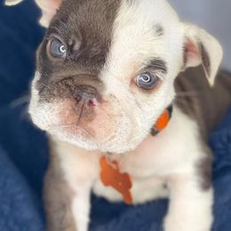 Bulldogs and French Bulldogs from Atlanta Bulldogs