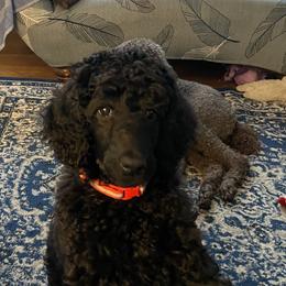 Red-RUBY - Black female Poodle puppy in Hamilton Square, New Jersey from Sweet Standards