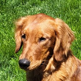 Dutton - Golden Retriever