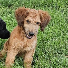 Kenya - Red female Whoodle puppy in West Bend, Iowa from Blue Skies Terriers