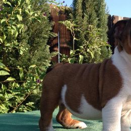 French Bulldogs from Bulldog Animal Kids