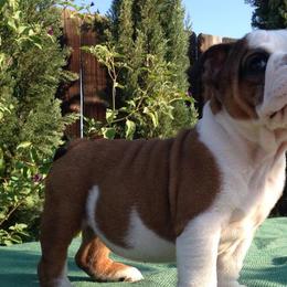 French Bulldogs from Bulldog Animal Kids