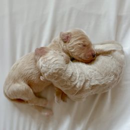 Goldendoodle Puppies from Northern California Doodles & Poodles