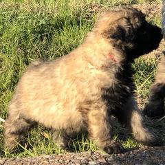 Bouvier des Flandres Puppies from Seasons of Joy Farm and Ranch