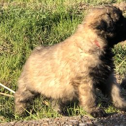 Bouvier des Flandres Puppies from Seasons of Joy Farm and Ranch