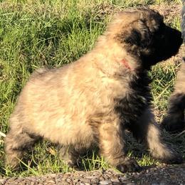 Bouvier des Flandres Puppies from Seasons of Joy Farm and Ranch