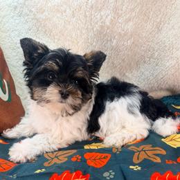 Liberty - Black tan and white male Biewer Terrier puppy in Stockbridge, Georgia from Jenn’s Georgia Morkies and Biewer Terriers