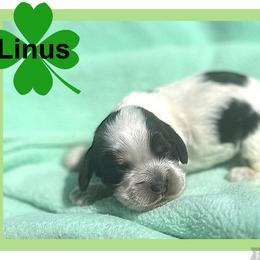Linus - Black and white male Cocker Spaniel puppy in Clinton, Oklahoma from Enchanted Spaniels
