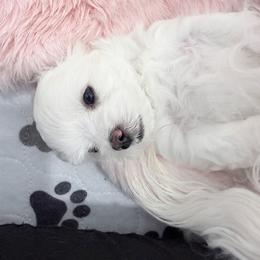 AKC - The best of the best. - White female Maltese puppy in San Mateo, California from AKC Maltese California